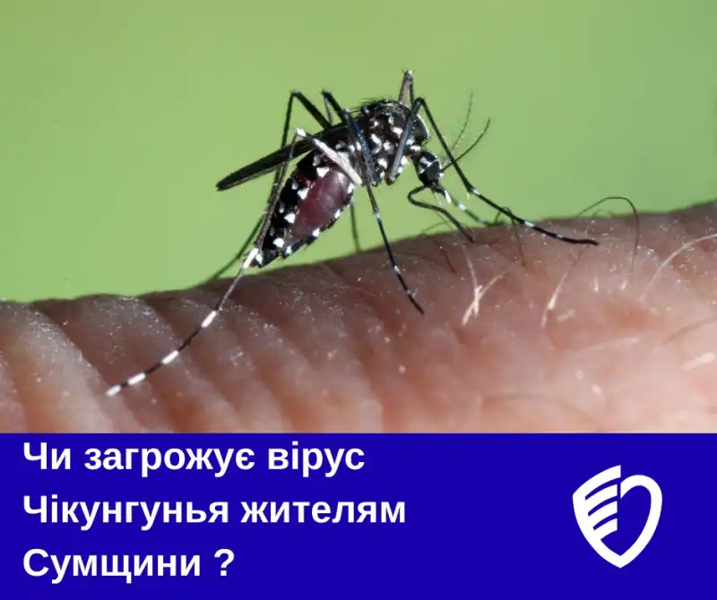 Чи загрожує вірус Чікунгунья жителям Сумщини